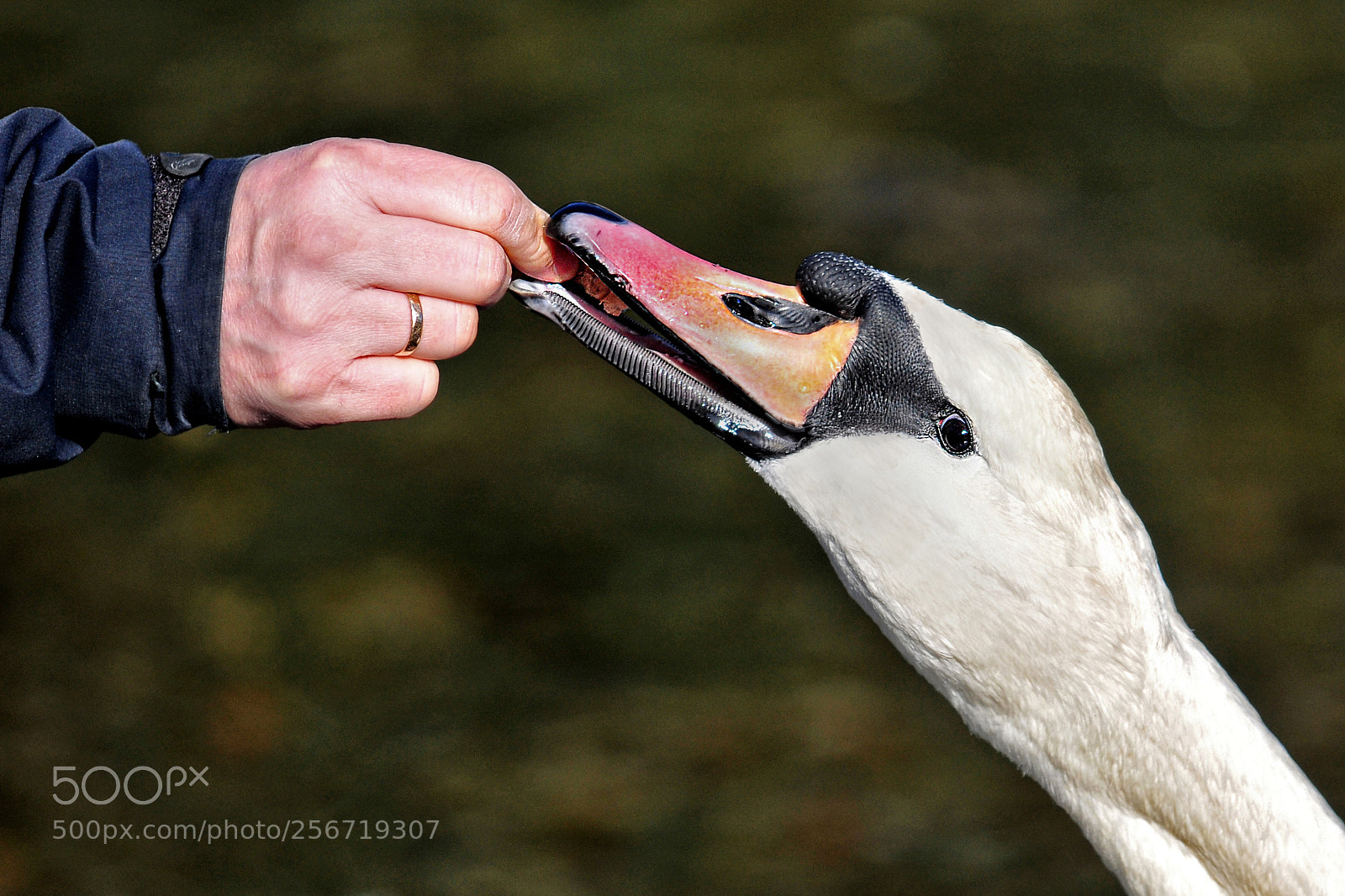 Nikon D300 sample photo. Feeding photography