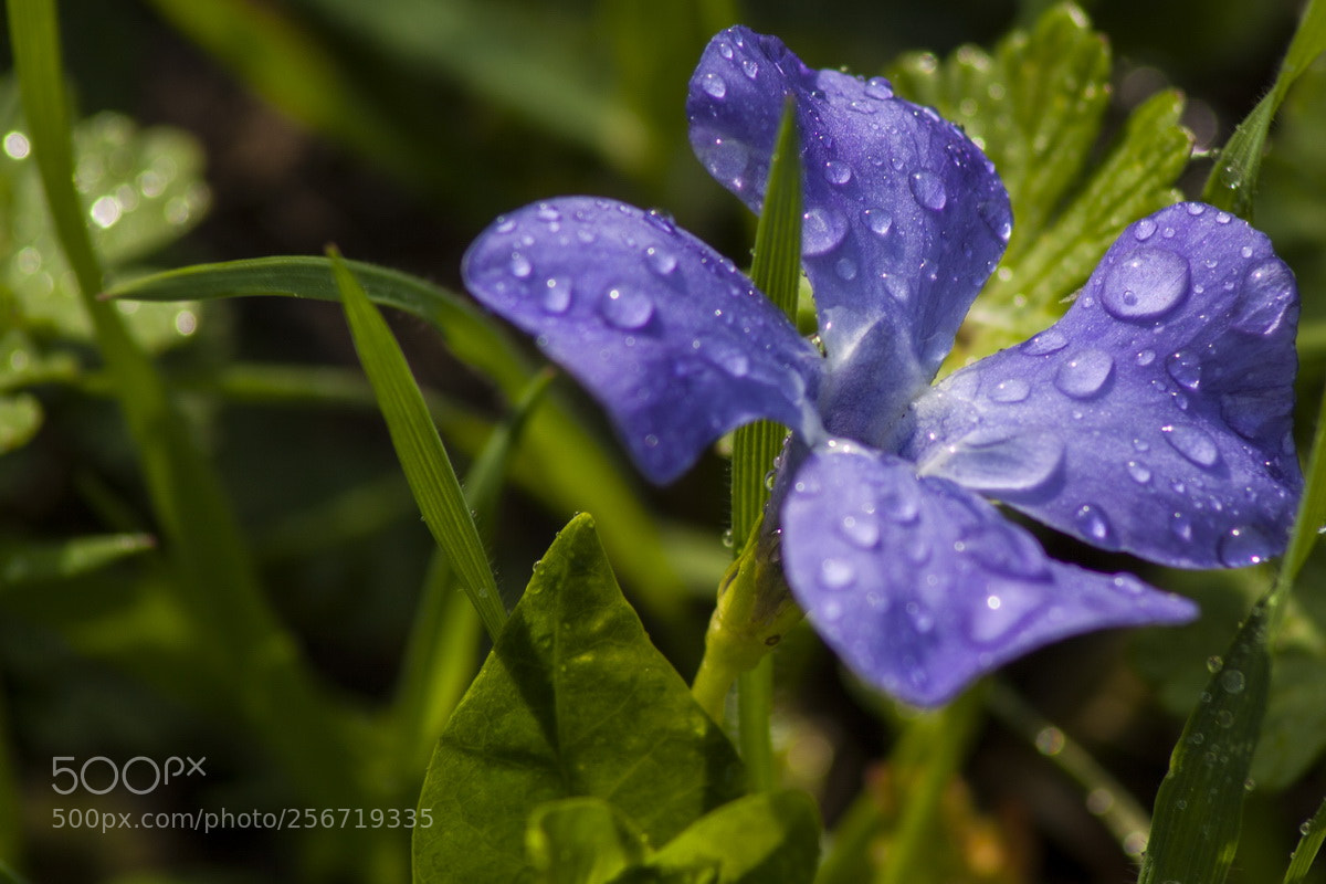 Canon EOS 50D sample photo. Spring flowers photography