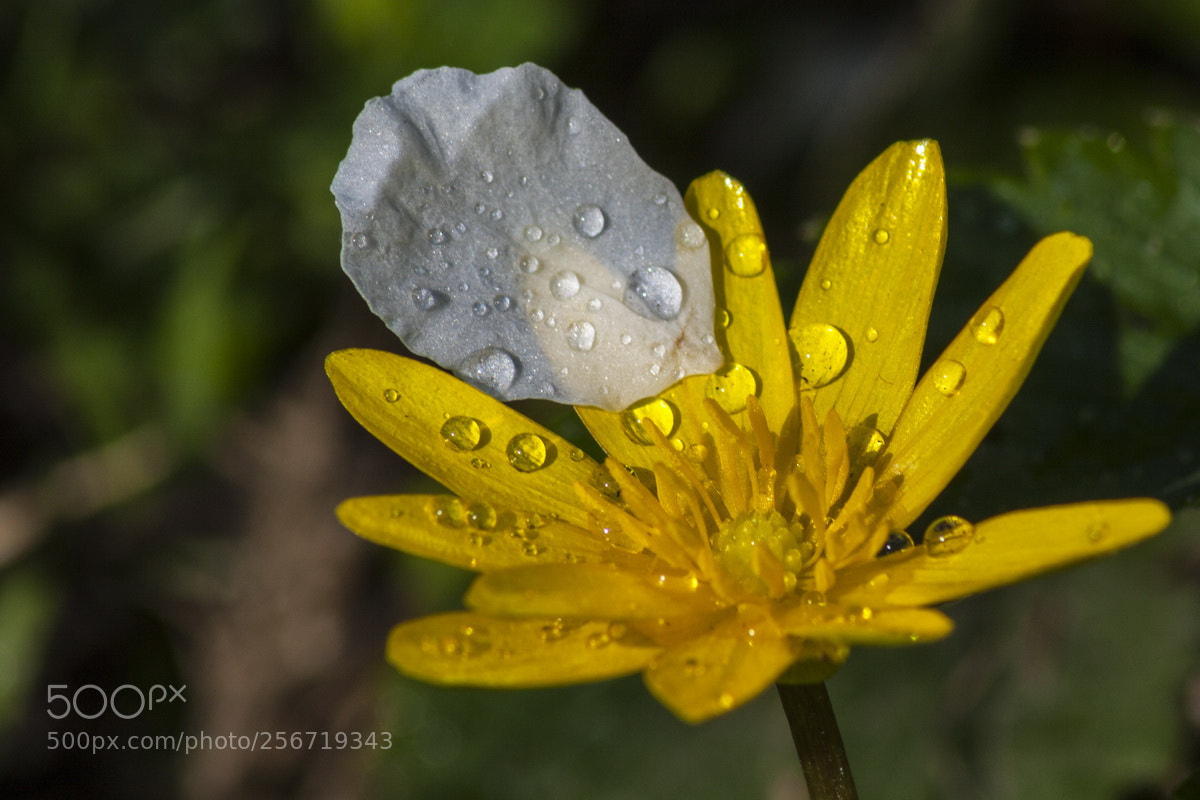 Canon EOS 50D sample photo. Spring flowers photography