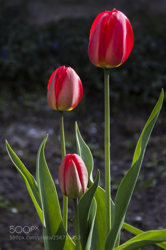 Canon EOS 50D sample photo. Spring flowers photography