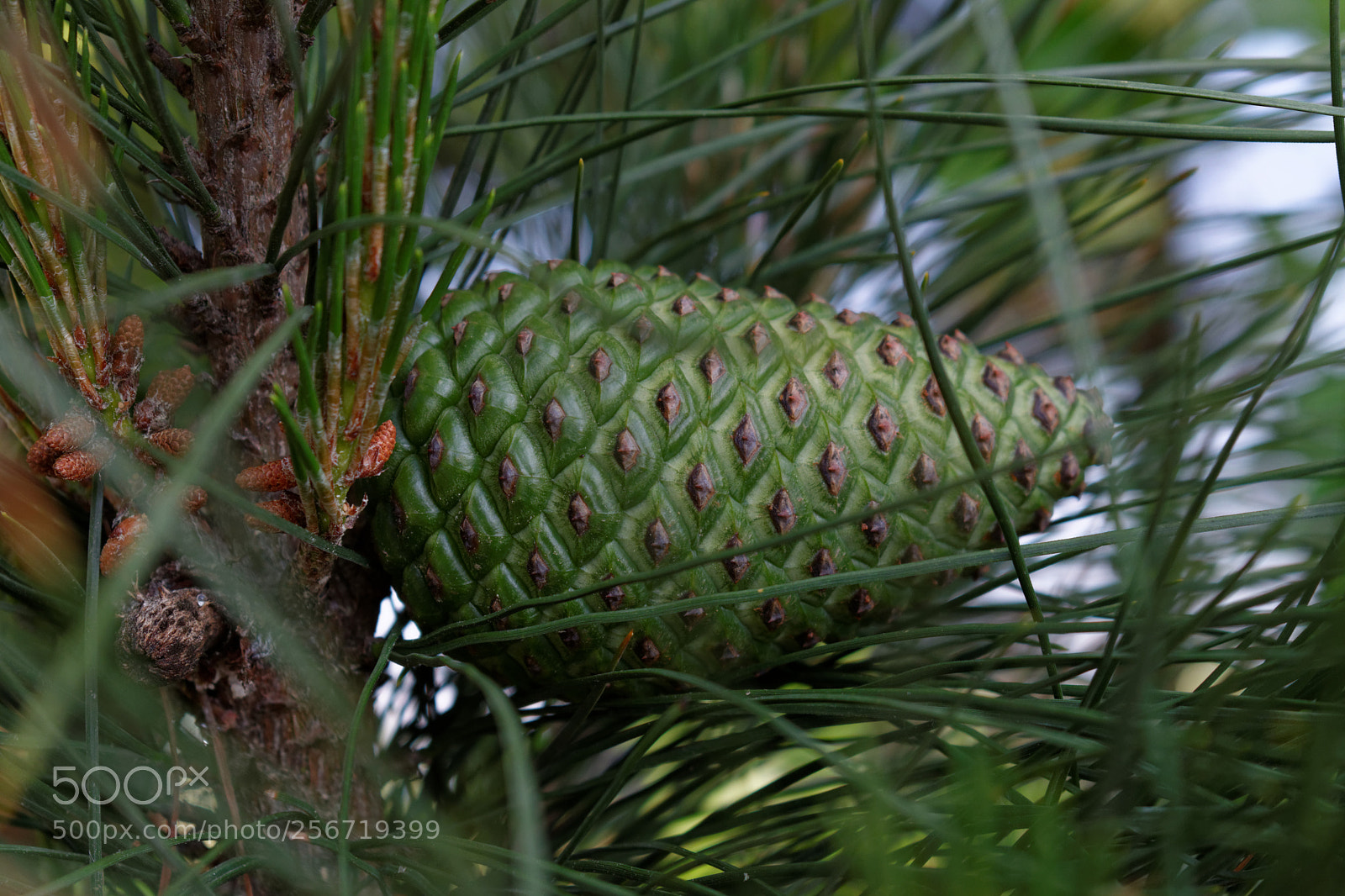 Nikon D3300 sample photo. Pinecones photography