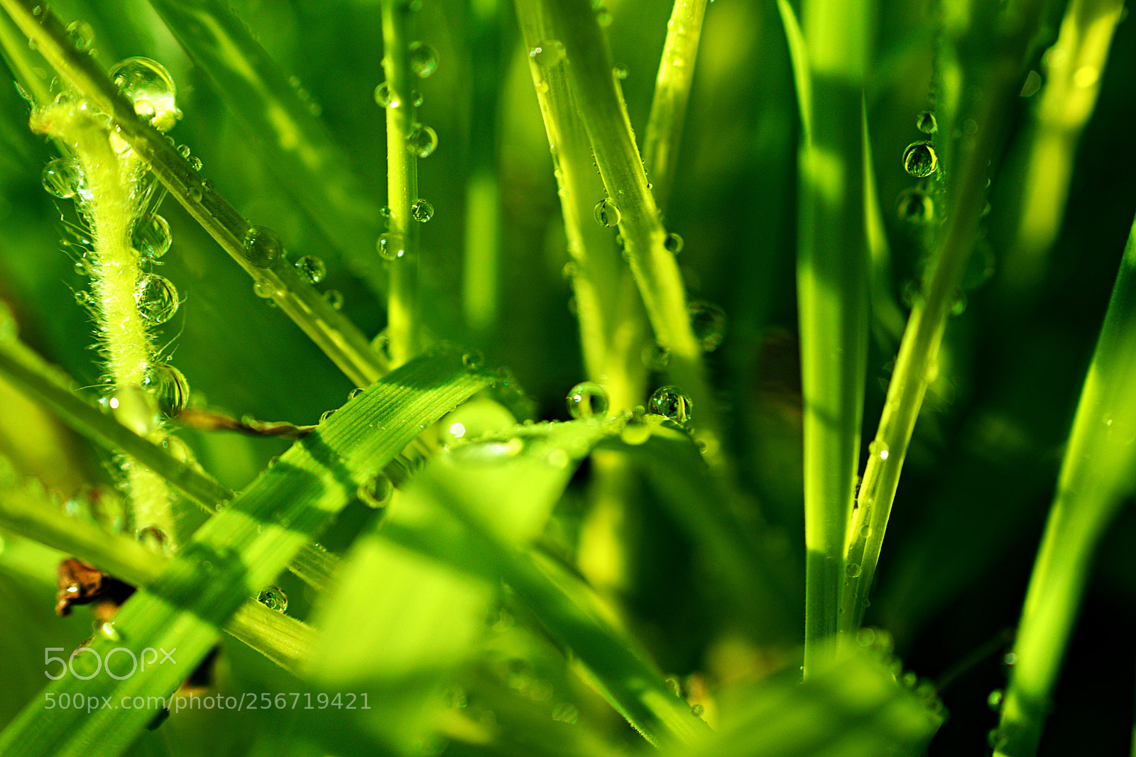 Pentax K-3 sample photo. Green photography
