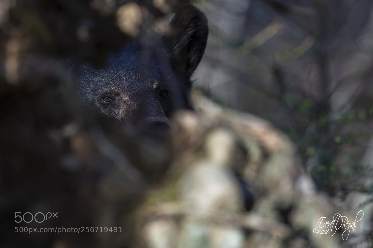 Canon EOS-1D X Mark II sample photo. Eyes of the forest photography