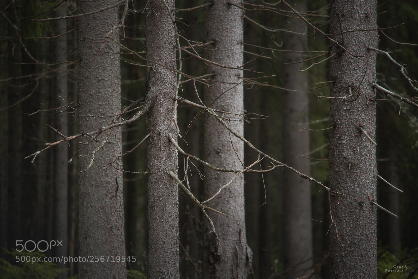 Nikon D800 sample photo. 60°n photography