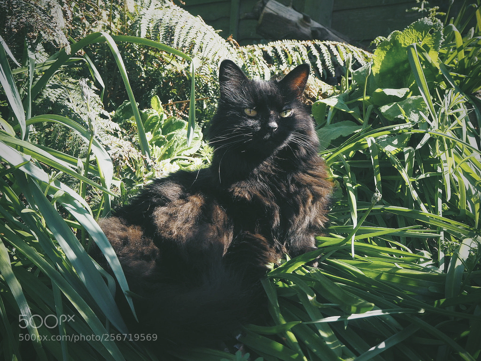 Olympus OM-D E-M10 II sample photo. Jungle cat photography