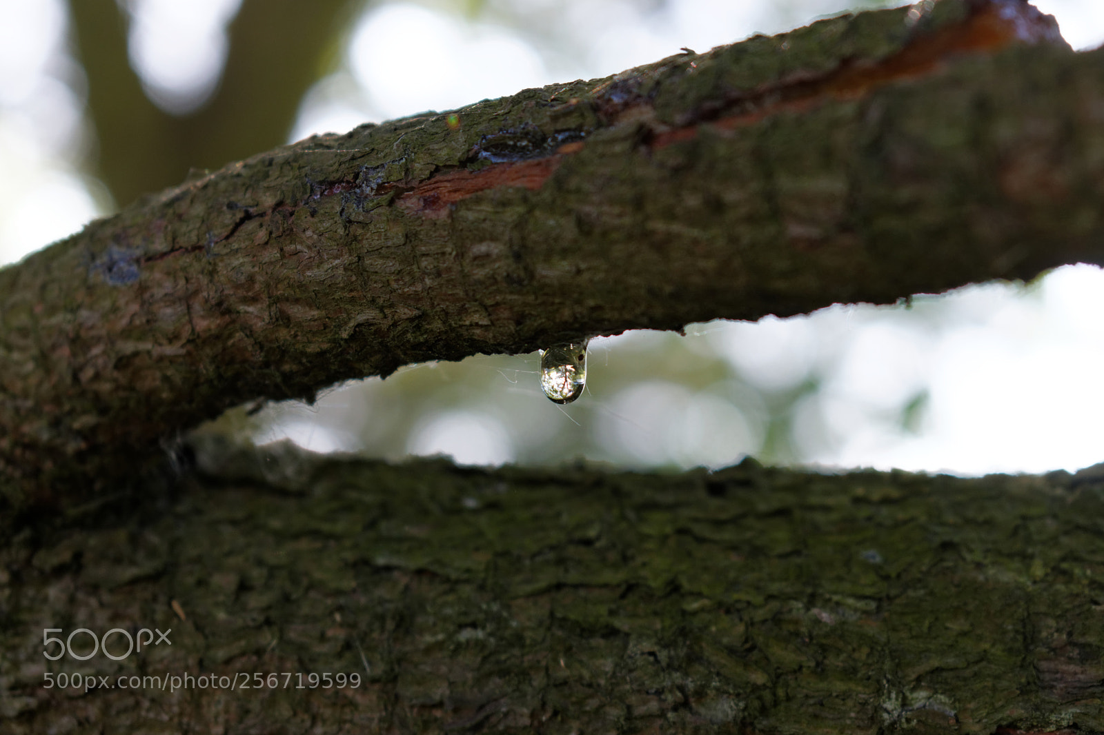 Nikon D3300 sample photo. Pine sap photography