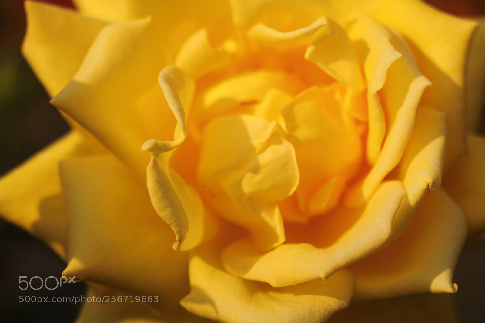Canon EOS 7D + Canon EF 50mm F1.8 II sample photo. When the yellow rose photography