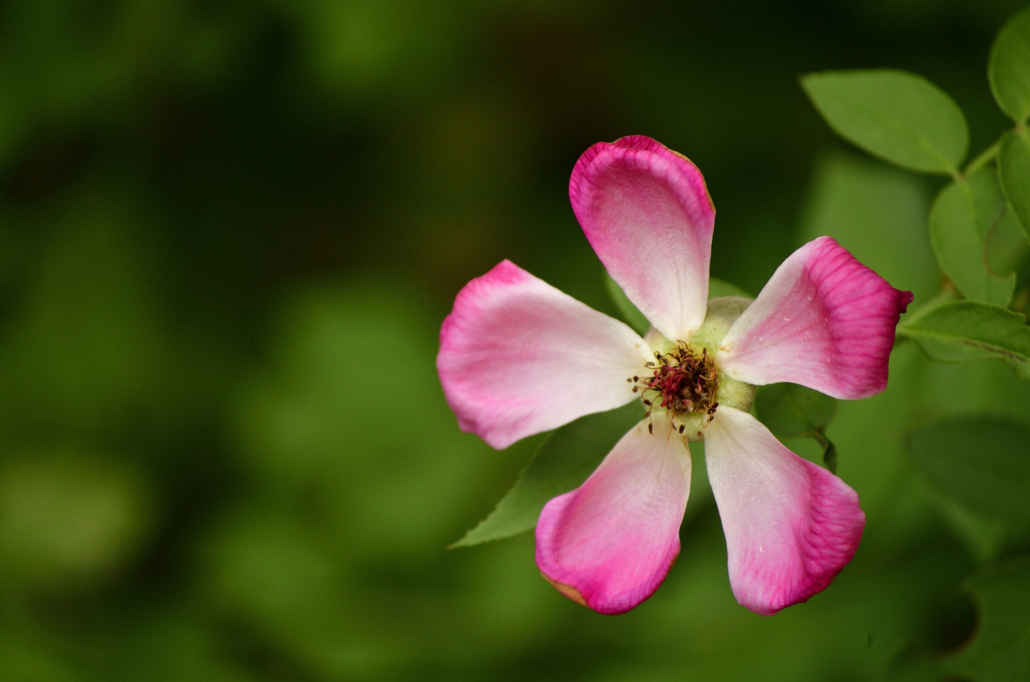 Nikon D5100 sample photo. Withered beauty.... photography