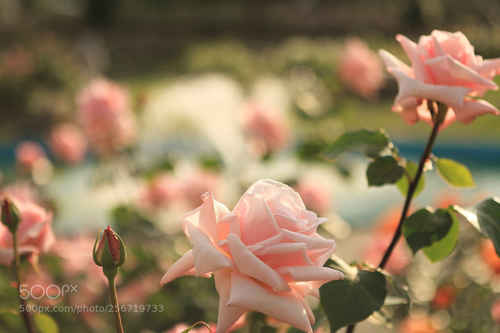 Canon EOS 7D + Canon EF 50mm F1.8 II sample photo. Rose garden and fountain photography