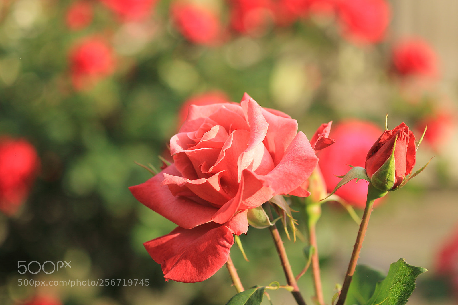 Canon EOS 7D + Canon EF 50mm F1.8 II sample photo. Rose garden photography