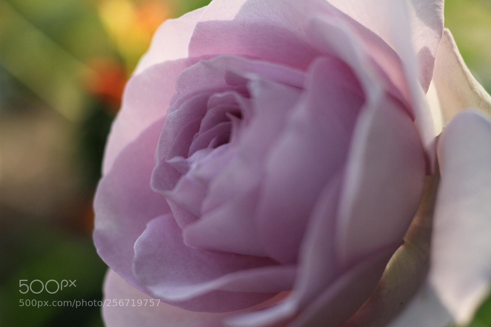 Canon EOS 7D + Canon EF 50mm F1.8 II sample photo. Pale purple rose photography