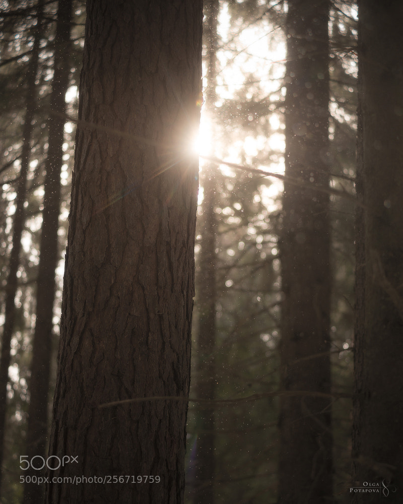 Nikon D800 sample photo. 60°n photography