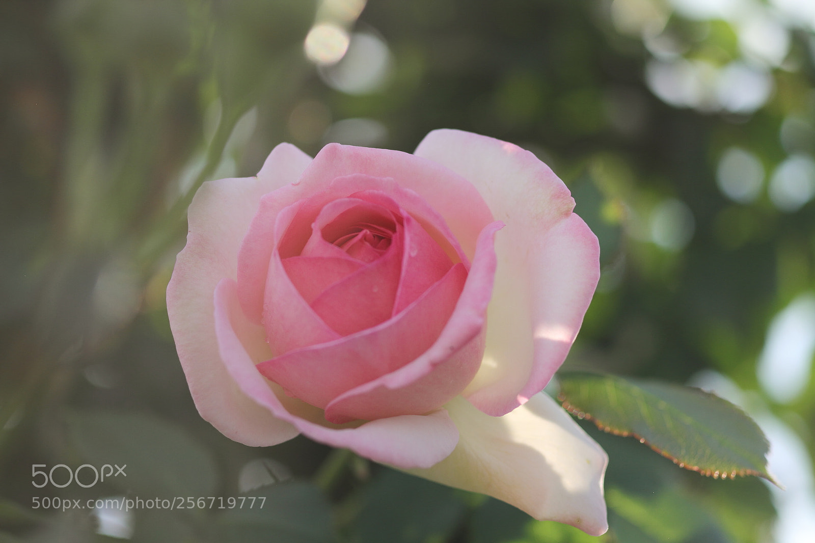 Canon EOS 7D + Canon EF 50mm F1.8 II sample photo. Rose wrapped in gentle photography