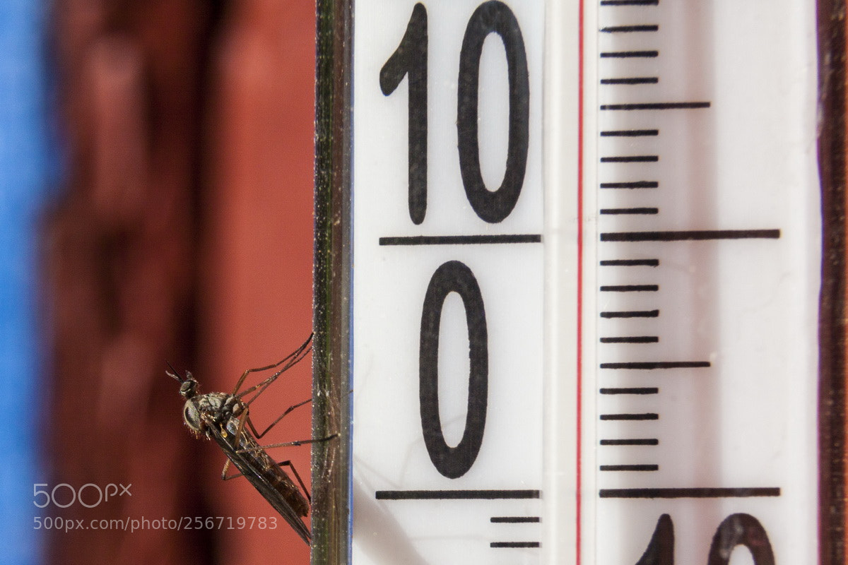 Canon EOS 50D sample photo. The mosquito rejoices in photography