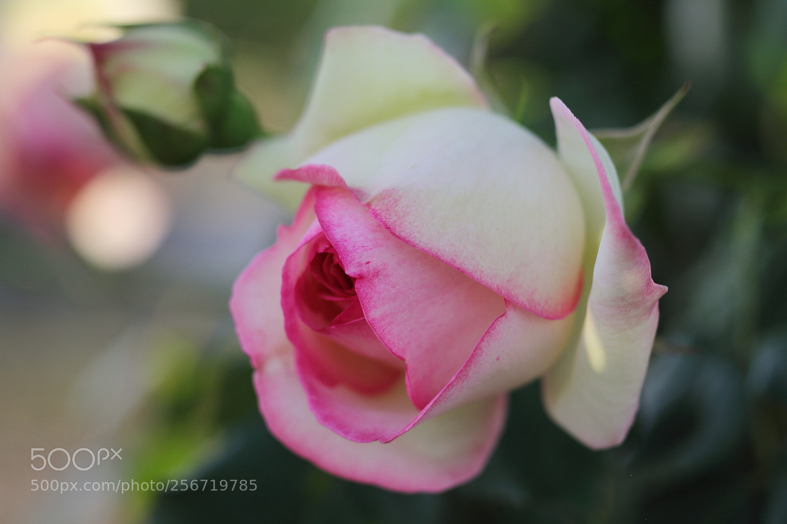 Canon EOS 7D + Canon EF 50mm F1.8 II sample photo. A pretty rose photography