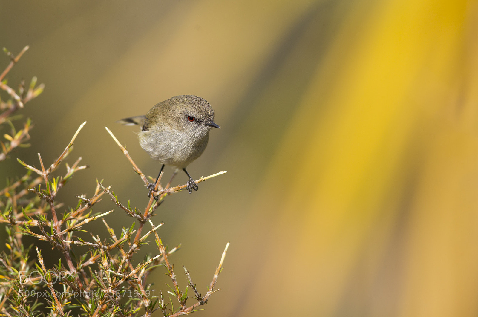 Canon EOS 6D sample photo. Grey warbler perched photography