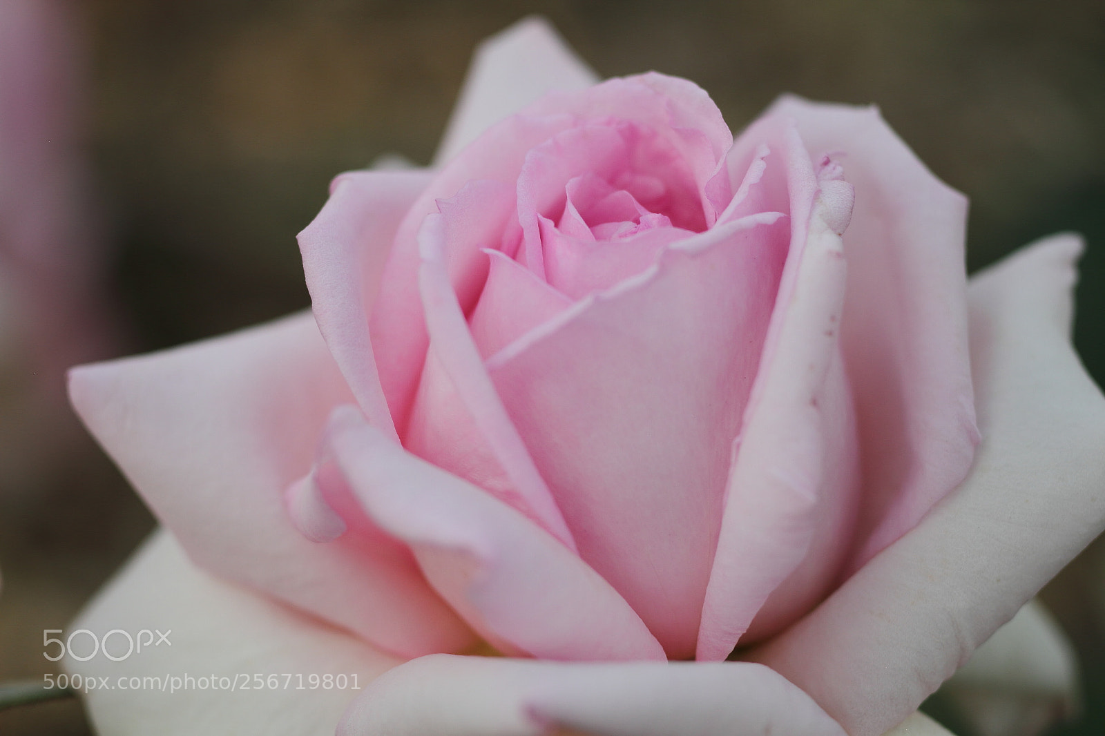 Canon EOS 7D + Canon EF 50mm F1.8 II sample photo. Rose wrapped in kindness photography