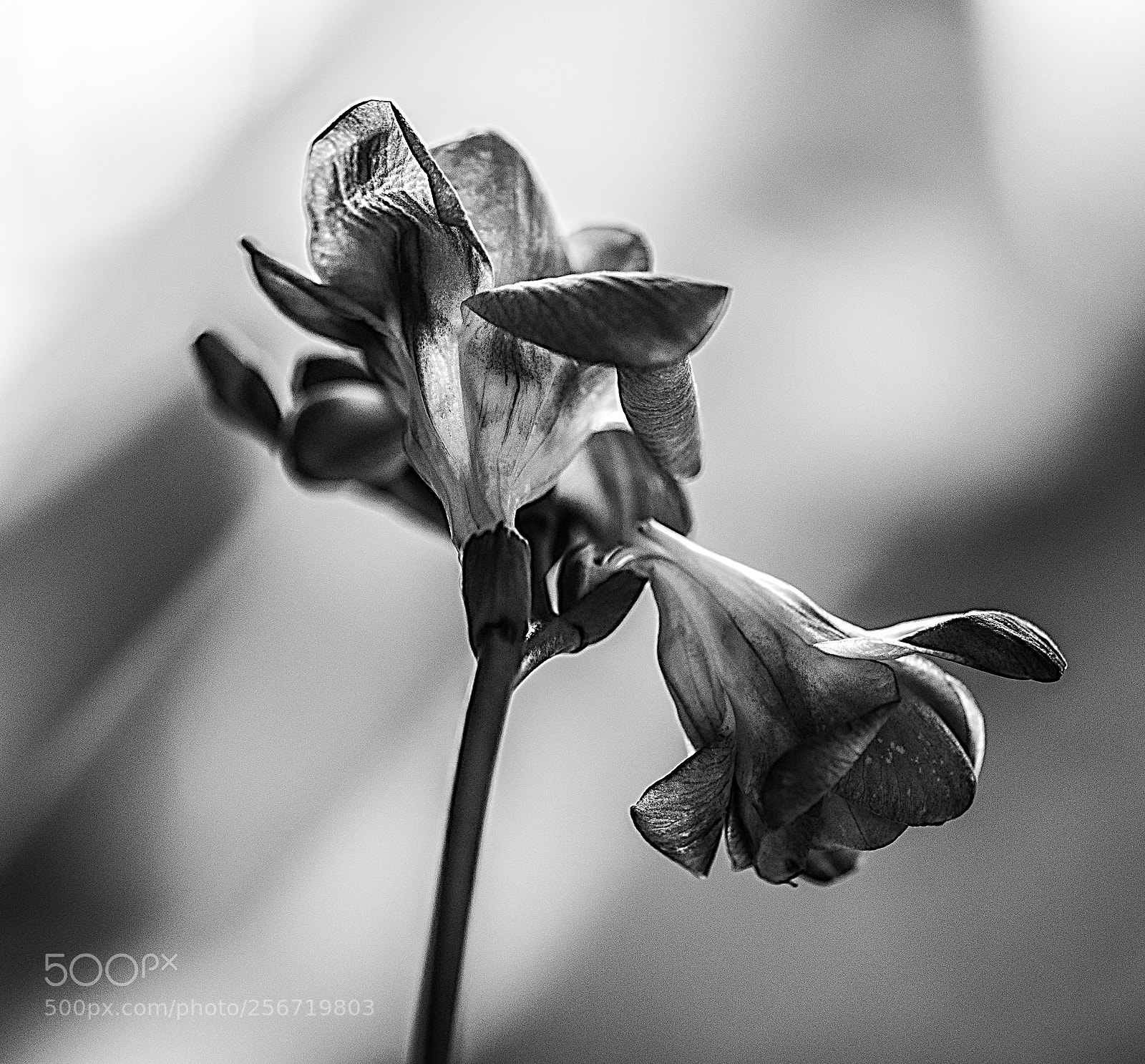 Nikon D750 sample photo. Blossom photography