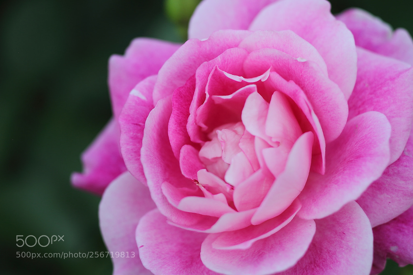 Canon EOS 7D + Canon EF 50mm F1.8 II sample photo. A rose full of photography