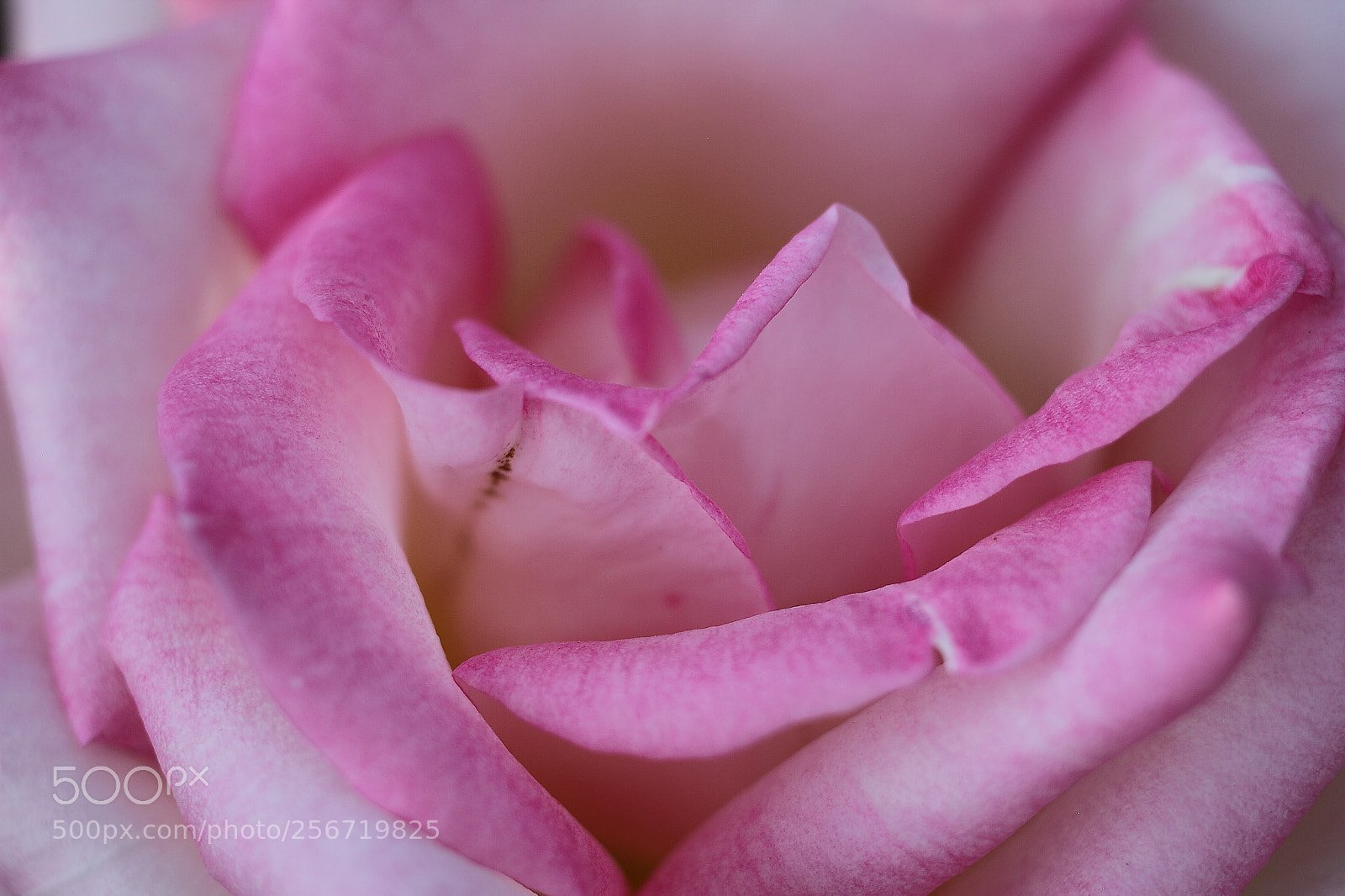 Canon EOS 7D + Canon EF 50mm F1.8 II sample photo. The rose of a photography