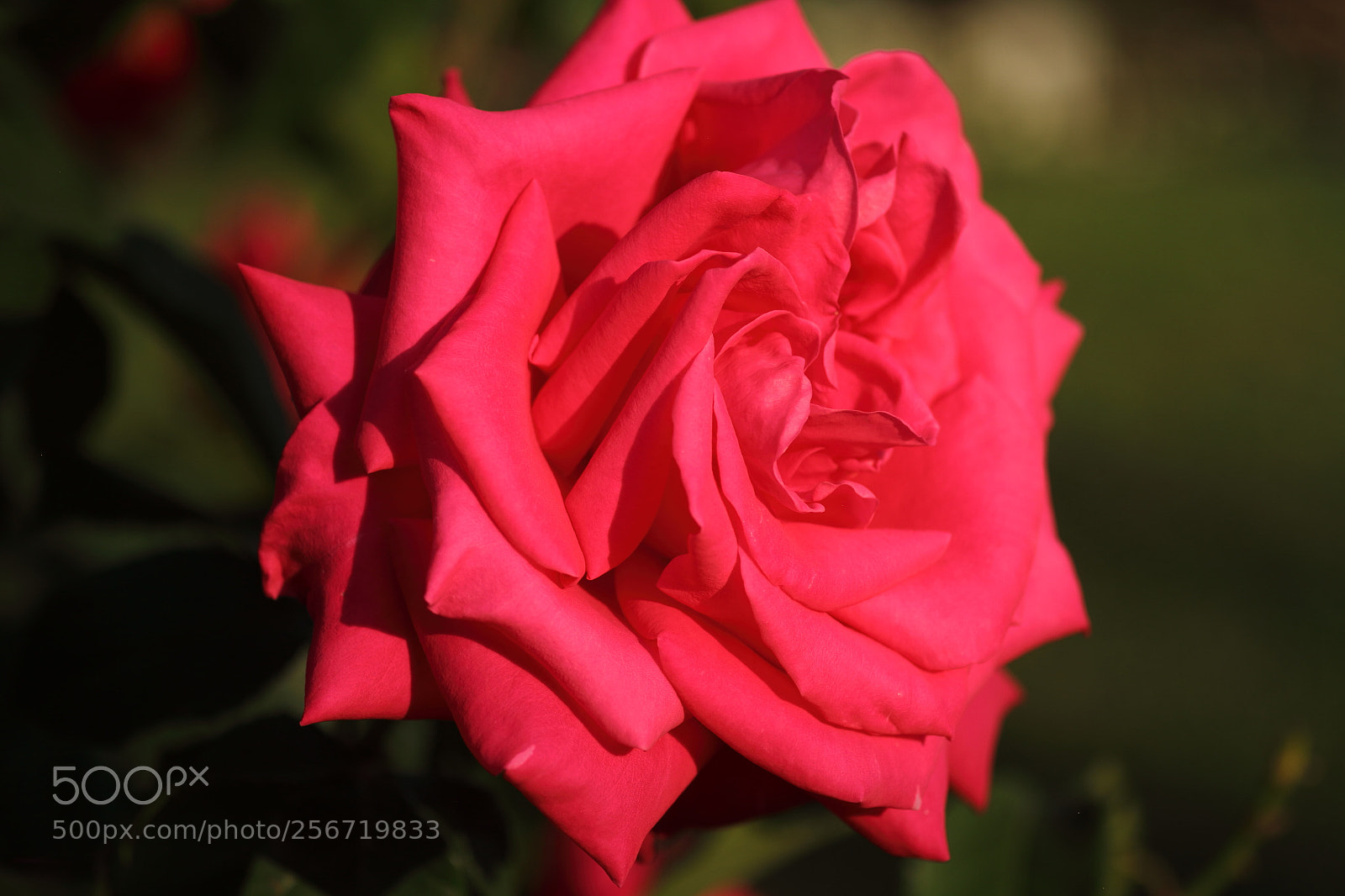 Canon EOS 7D + Canon EF 50mm F1.8 II sample photo. Dignified rose photography