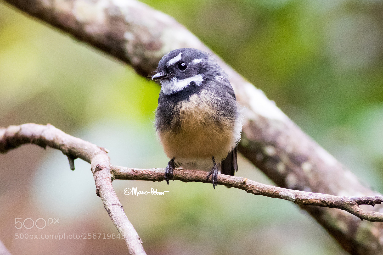 Canon EOS 5D Mark IV sample photo. Cute cute cute photography