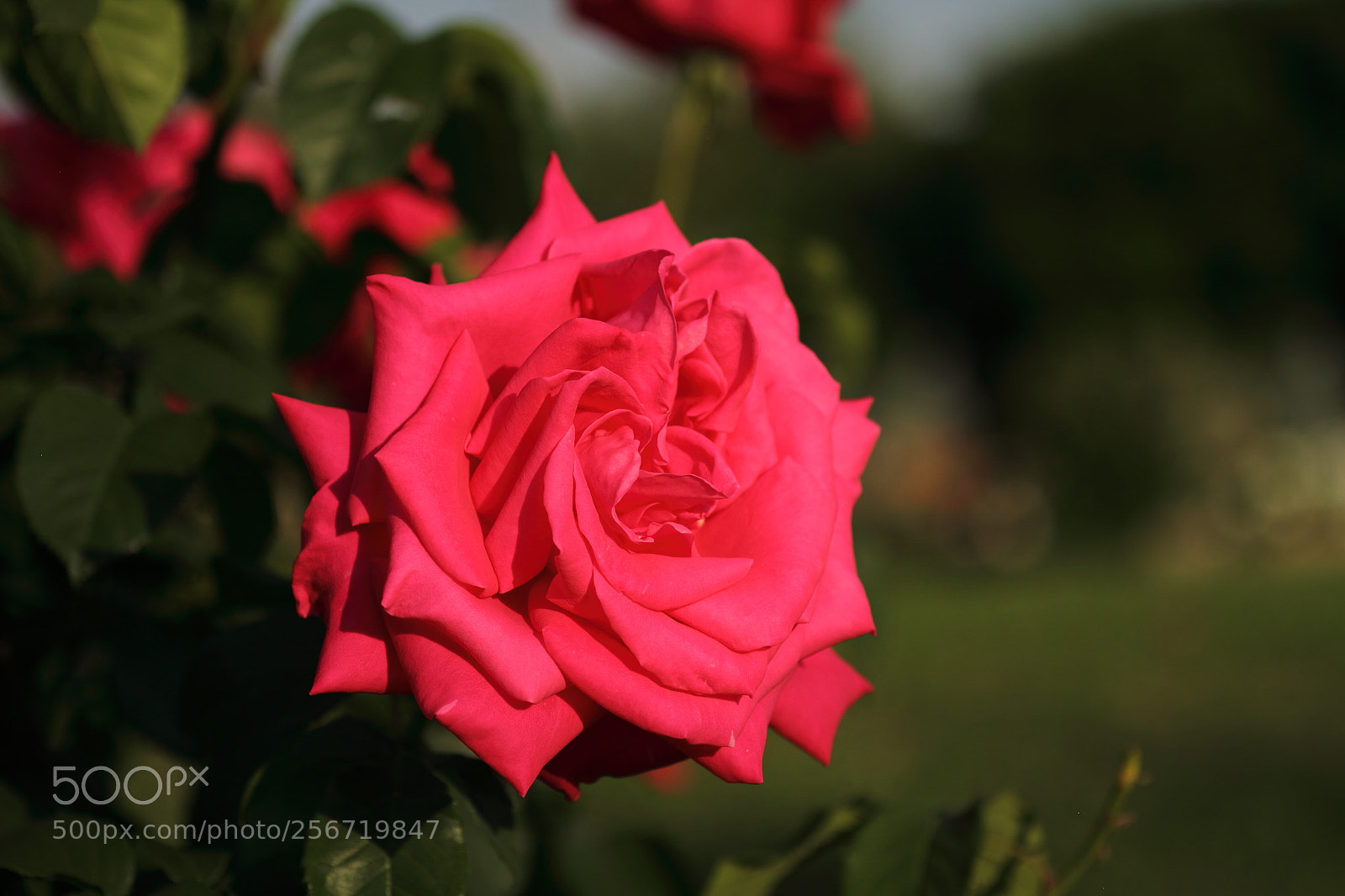 Canon EOS 7D + Canon EF 50mm F1.8 II sample photo. Roses seem to be photography