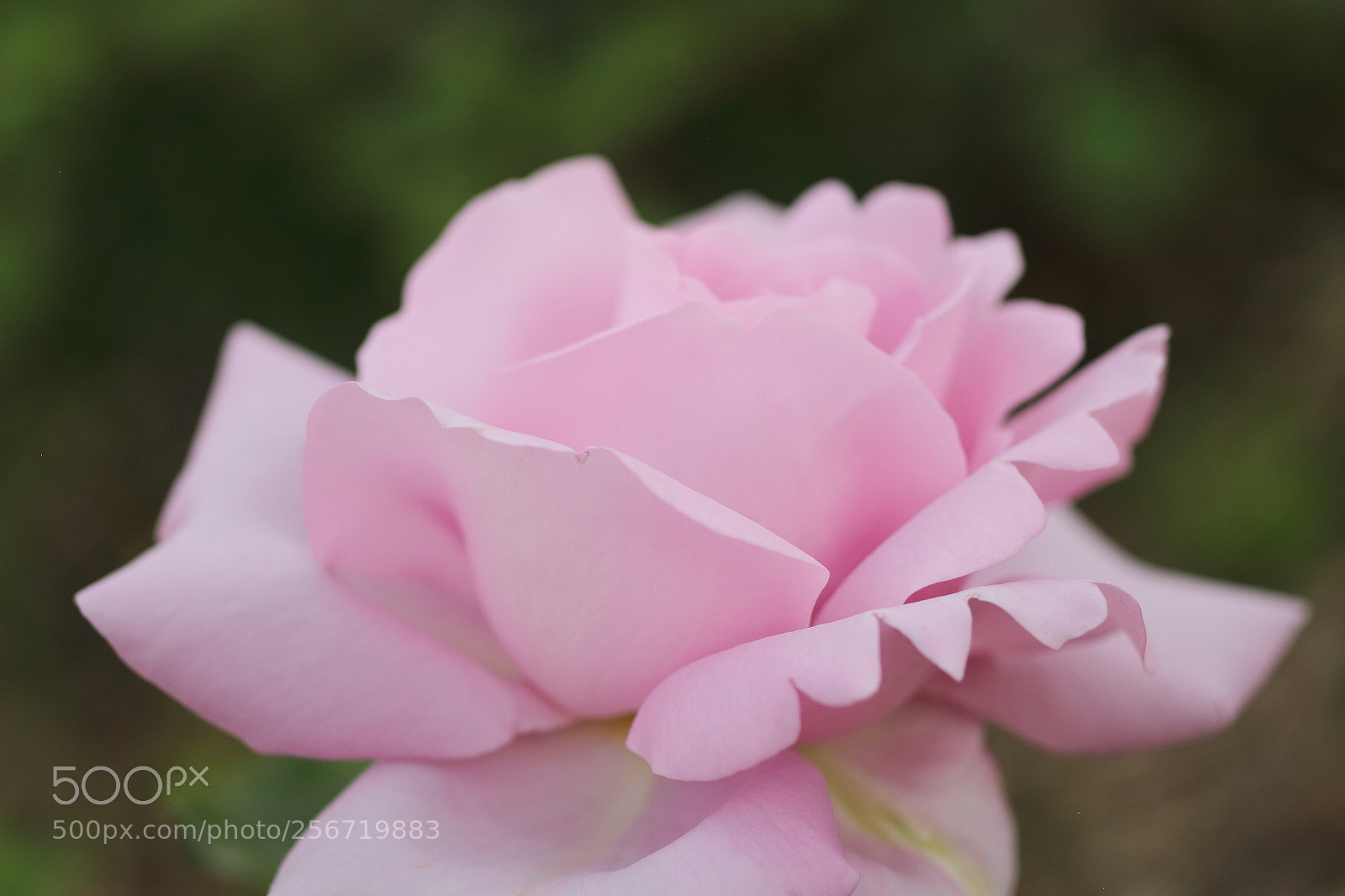 Canon EOS 7D + Canon EF 50mm F1.8 II sample photo. Noble pink photography