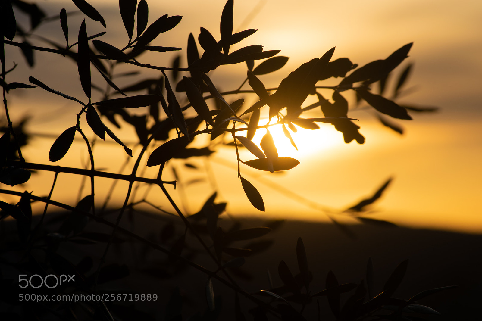 Nikon D3300 sample photo. Olive tree photography