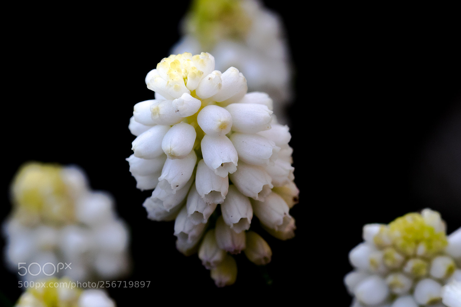 Canon EOS 7D Mark II sample photo. Nice blooms photography