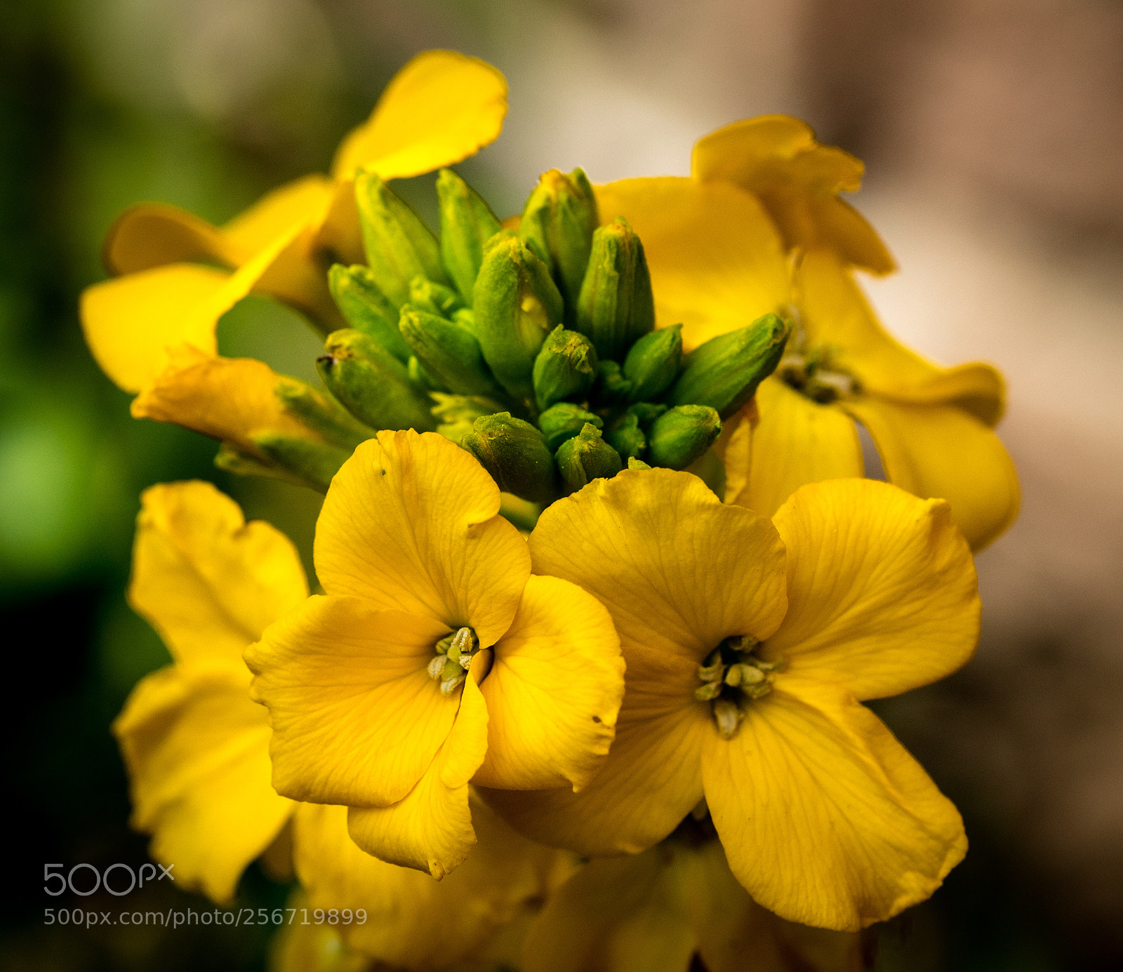 Canon EOS 7D Mark II sample photo. Very yellow bloom photography