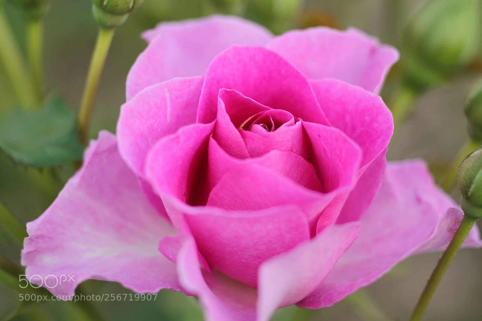 Canon EOS 7D + Canon EF 50mm F1.8 II sample photo. Magenta rose photography