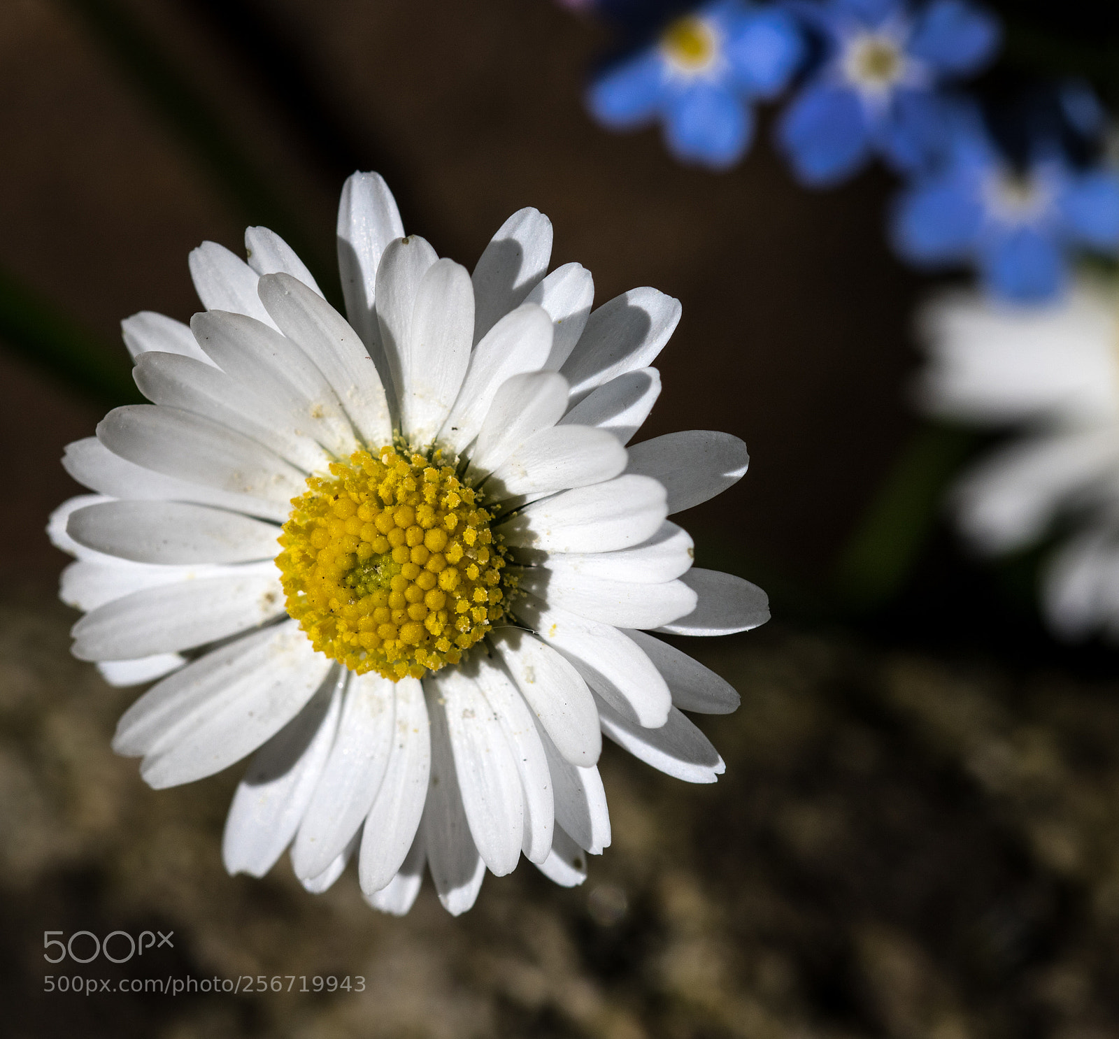 Canon EOS 7D Mark II sample photo. Butter bloom photography