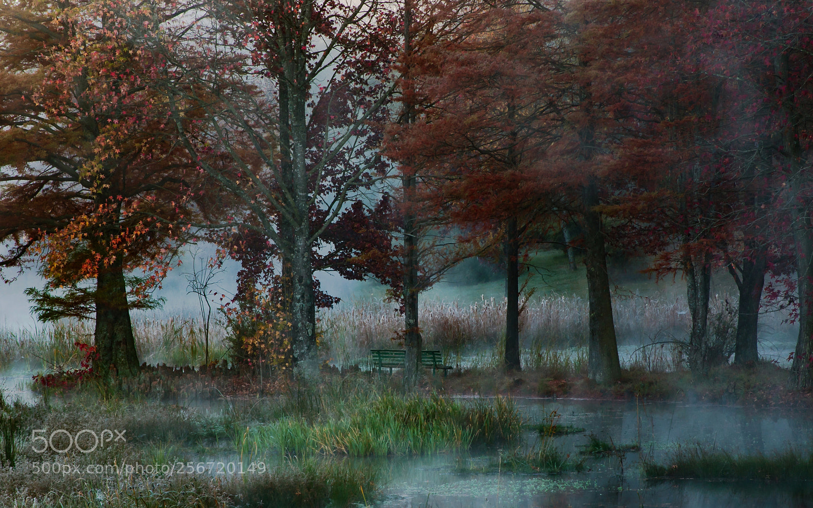 Canon EOS 7D Mark II sample photo. Kenmo trees photography