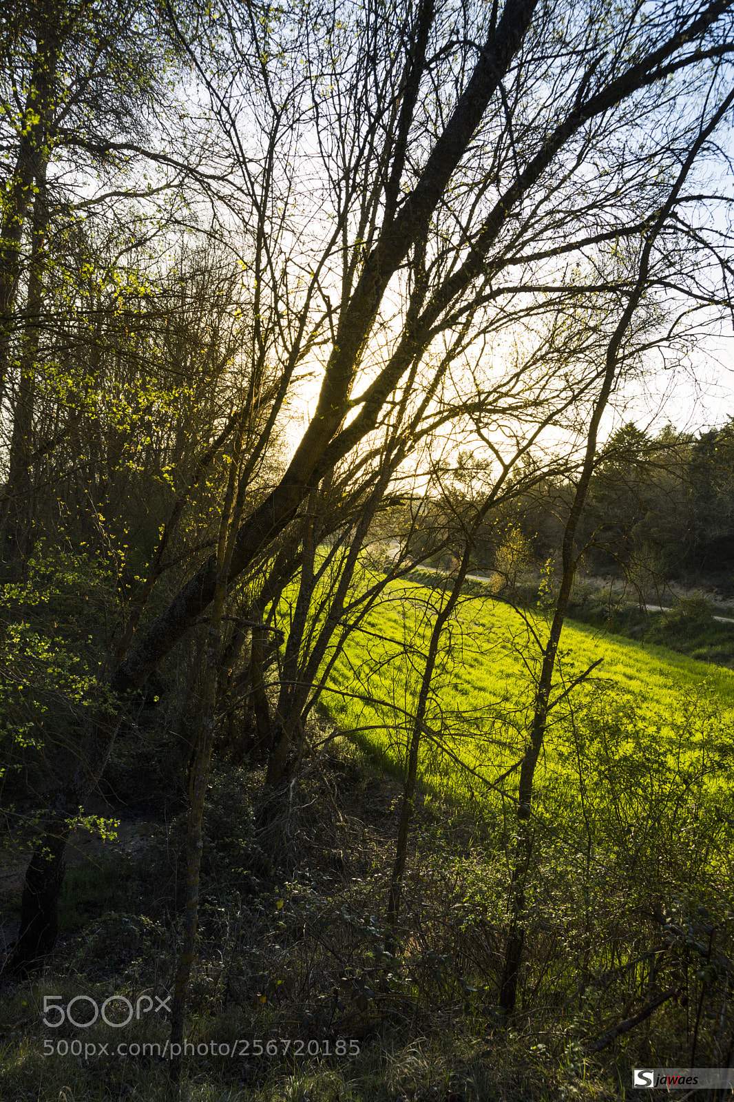 Nikon D7200 sample photo. Atardecer entre los arboles photography