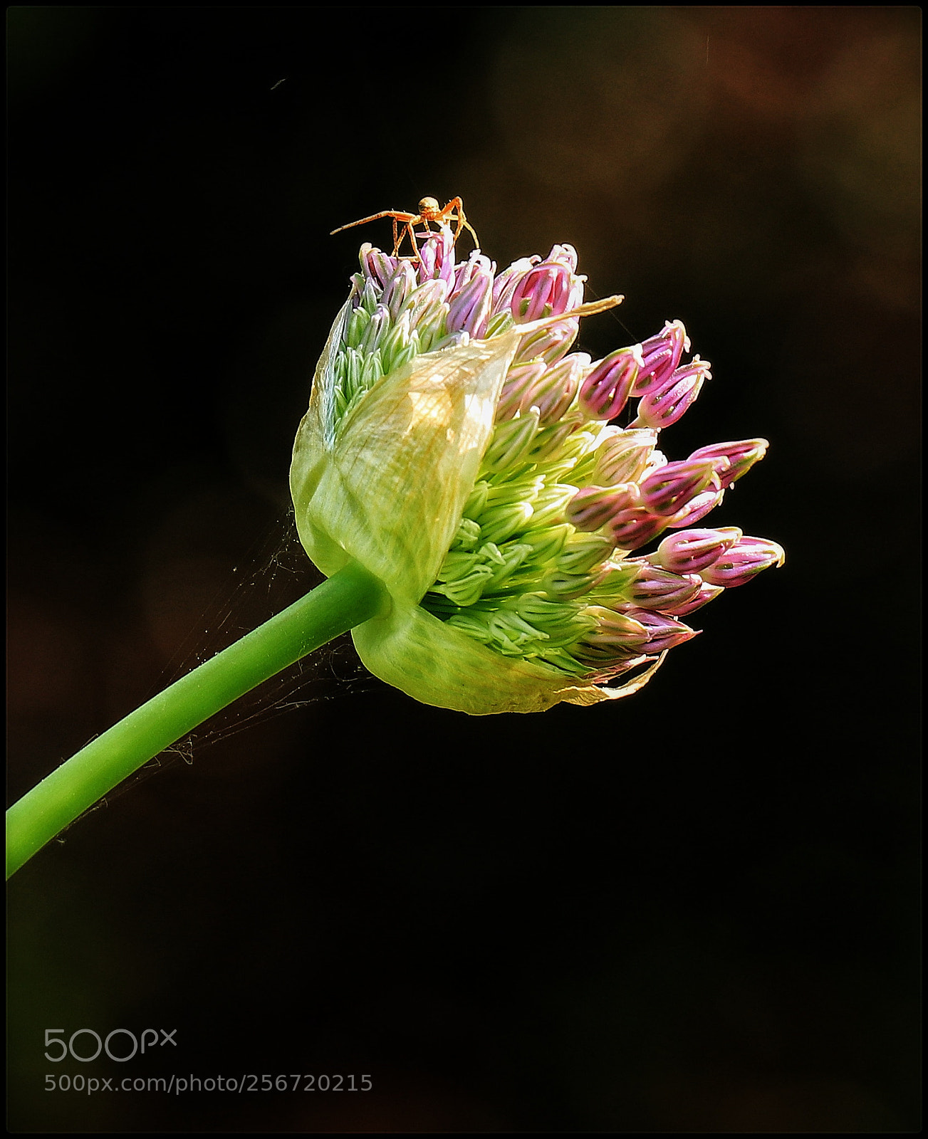 Canon EOS 80D sample photo. Untitled photography