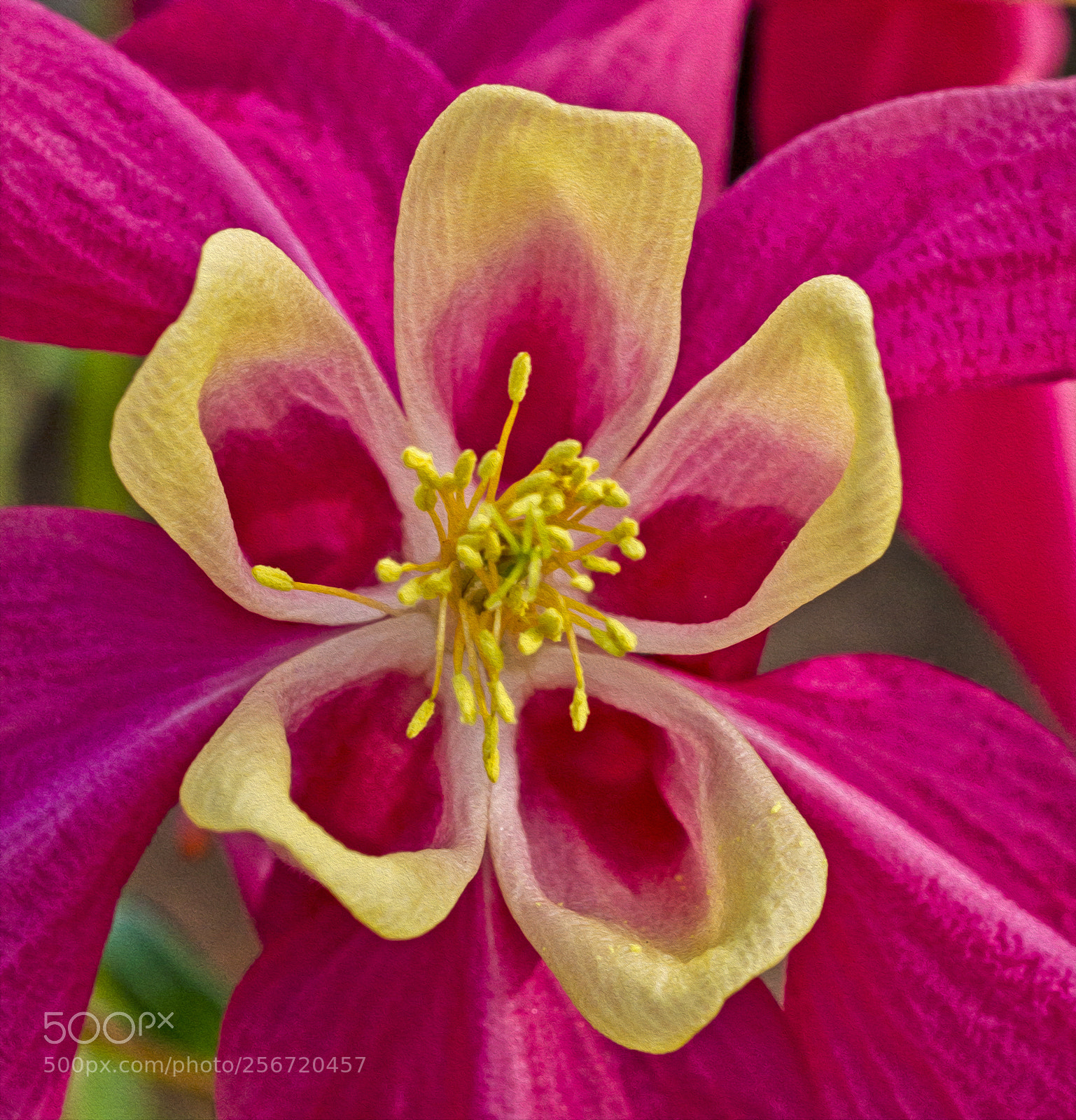 Canon EOS 7D sample photo. Aquilegia photography