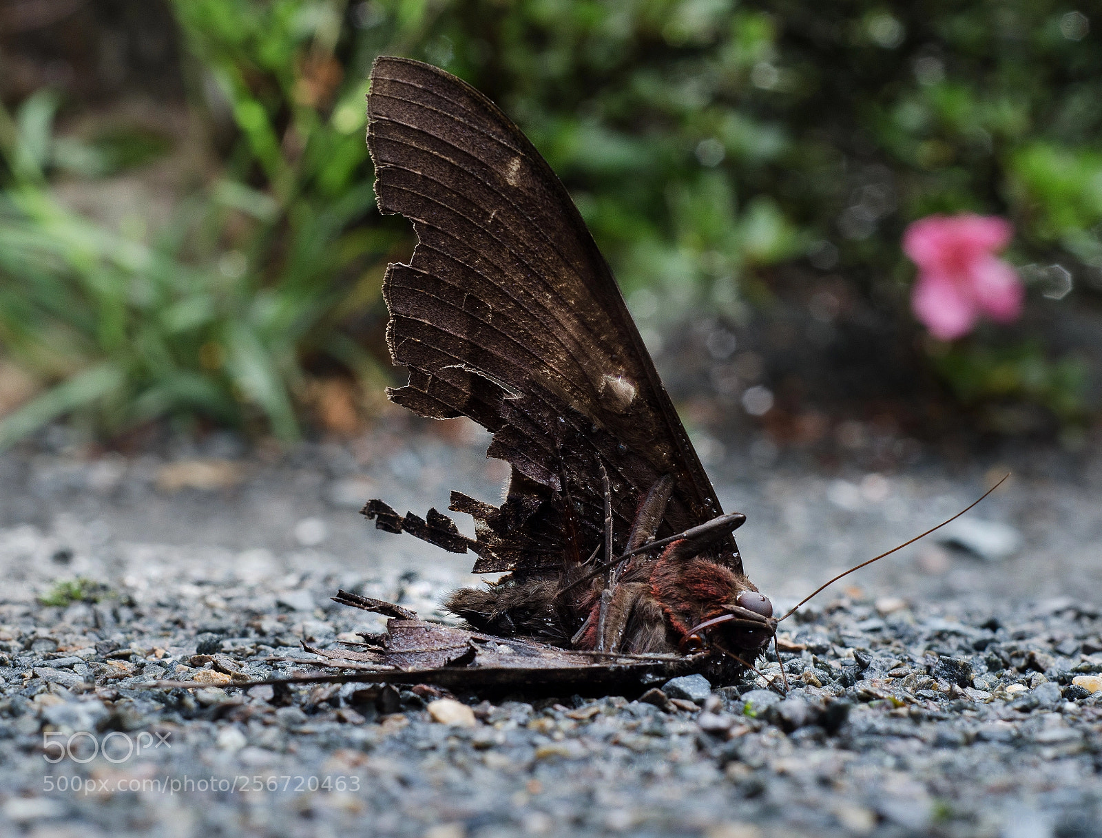 Nikon D7000 sample photo. - photography