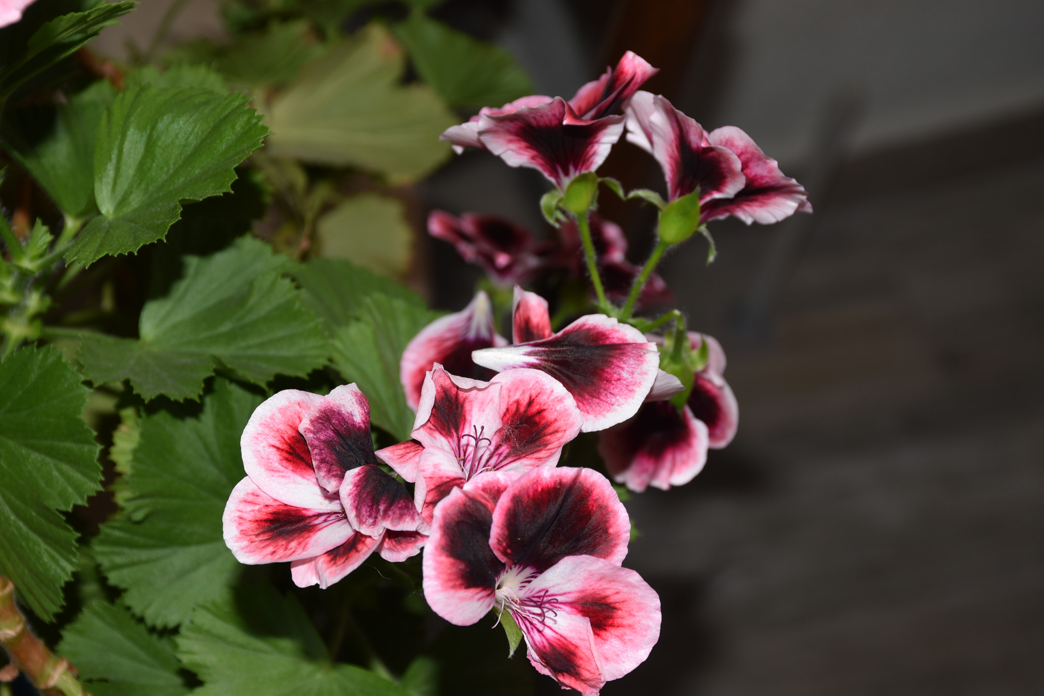 Nikon D5600 sample photo. Pinkies... photography