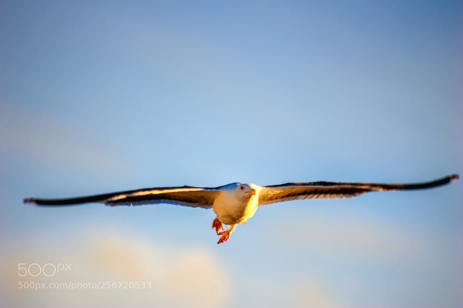 Nikon D40 sample photo. A soaring seagull photography