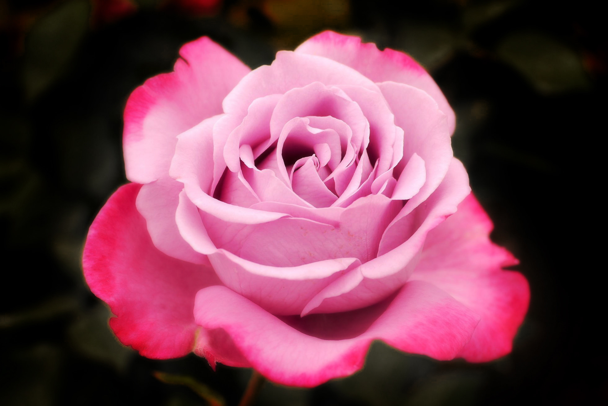 Panasonic Lumix DMC-GX1 sample photo. Pink rose photography