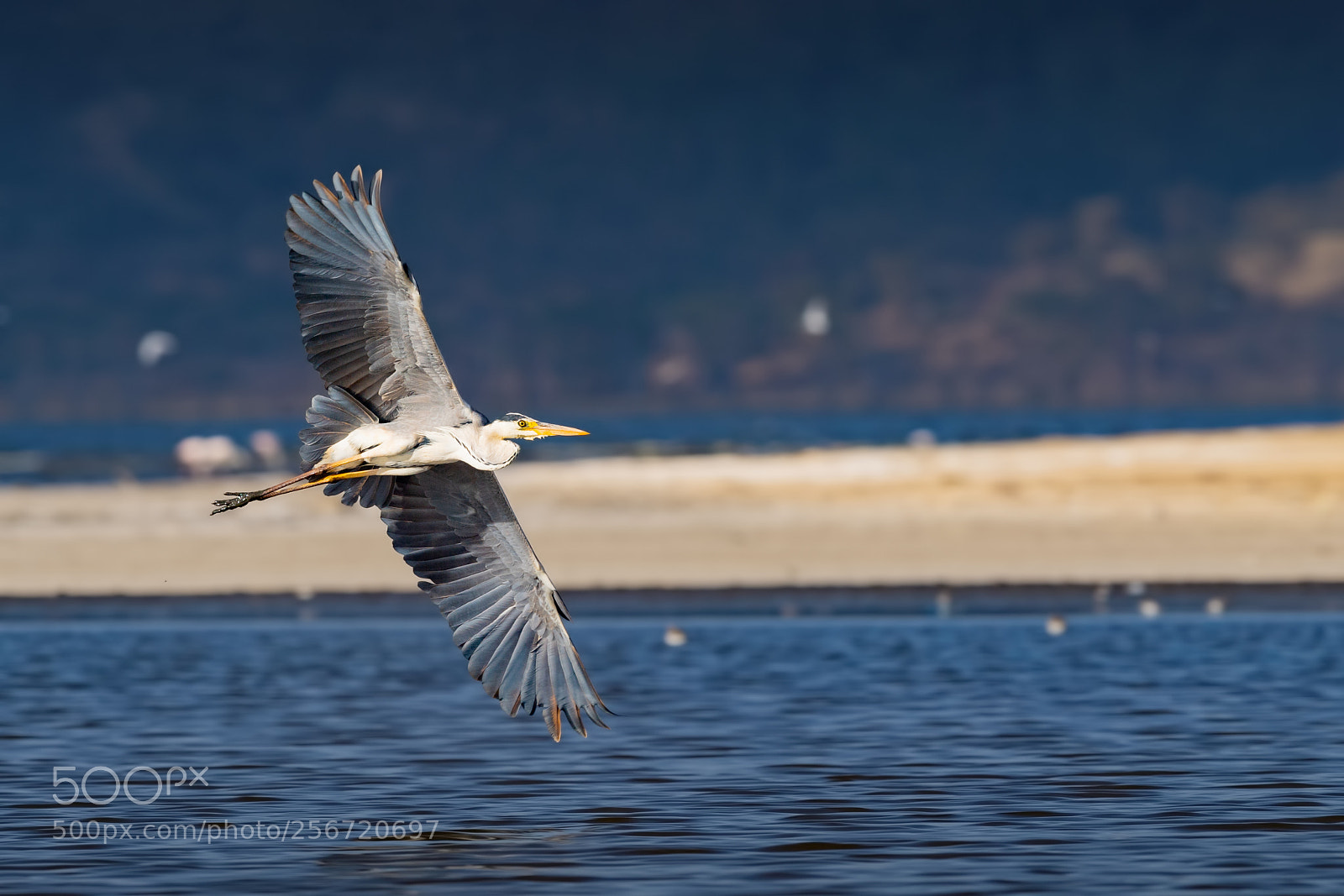 Nikon D5 sample photo. Great blue heron photography