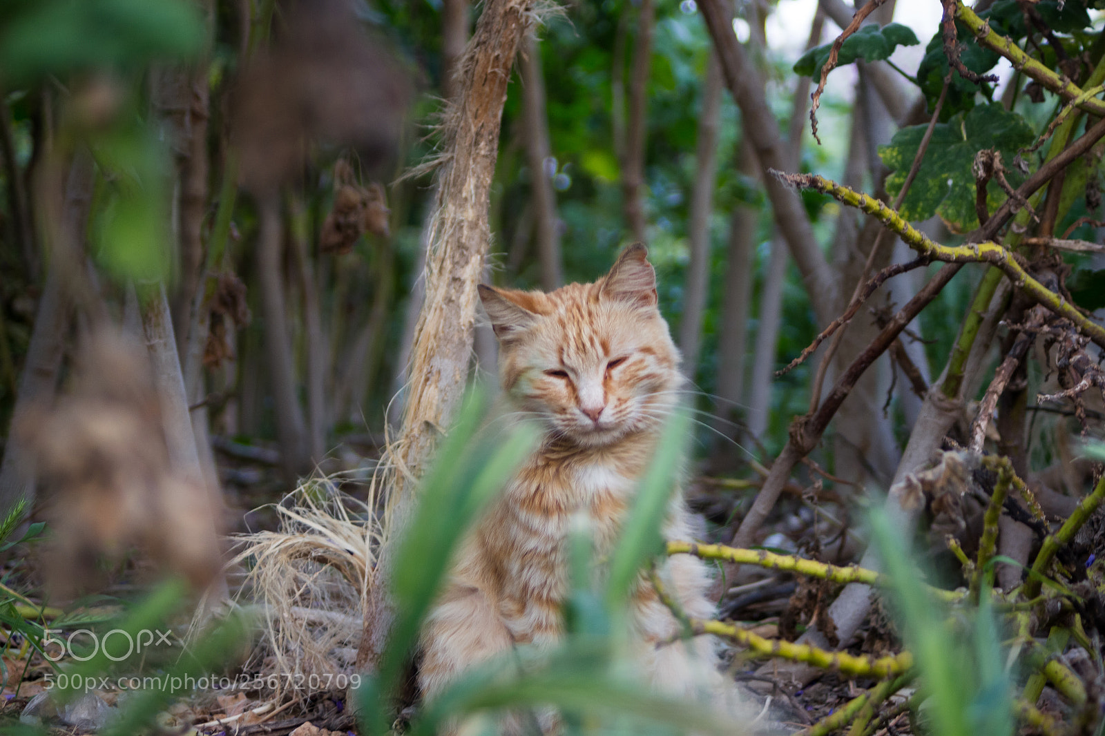 Canon EOS 700D (EOS Rebel T5i / EOS Kiss X7i) sample photo. Sleeping cat photography
