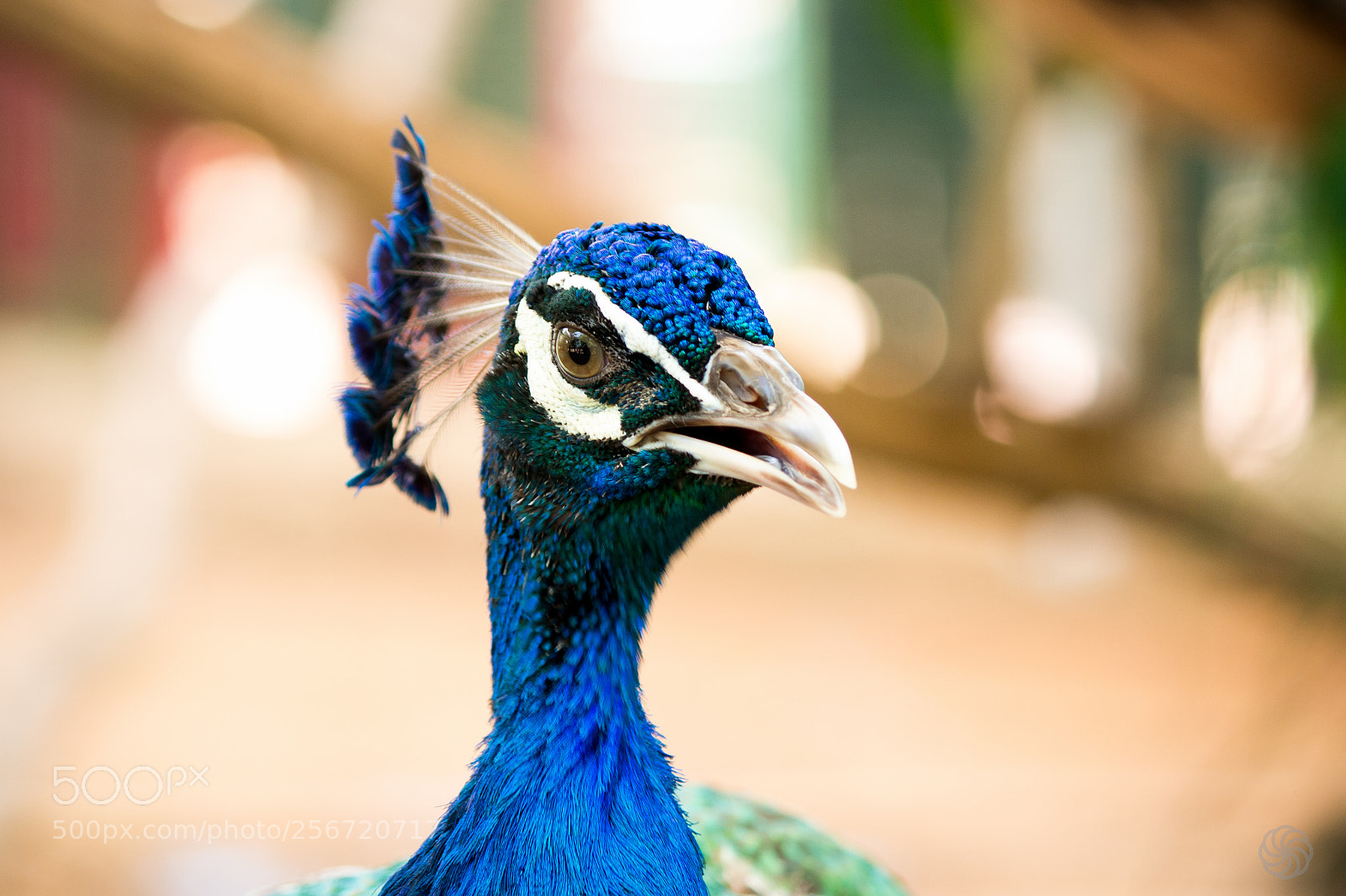 Canon EOS 700D (EOS Rebel T5i / EOS Kiss X7i) sample photo. Peacock photography