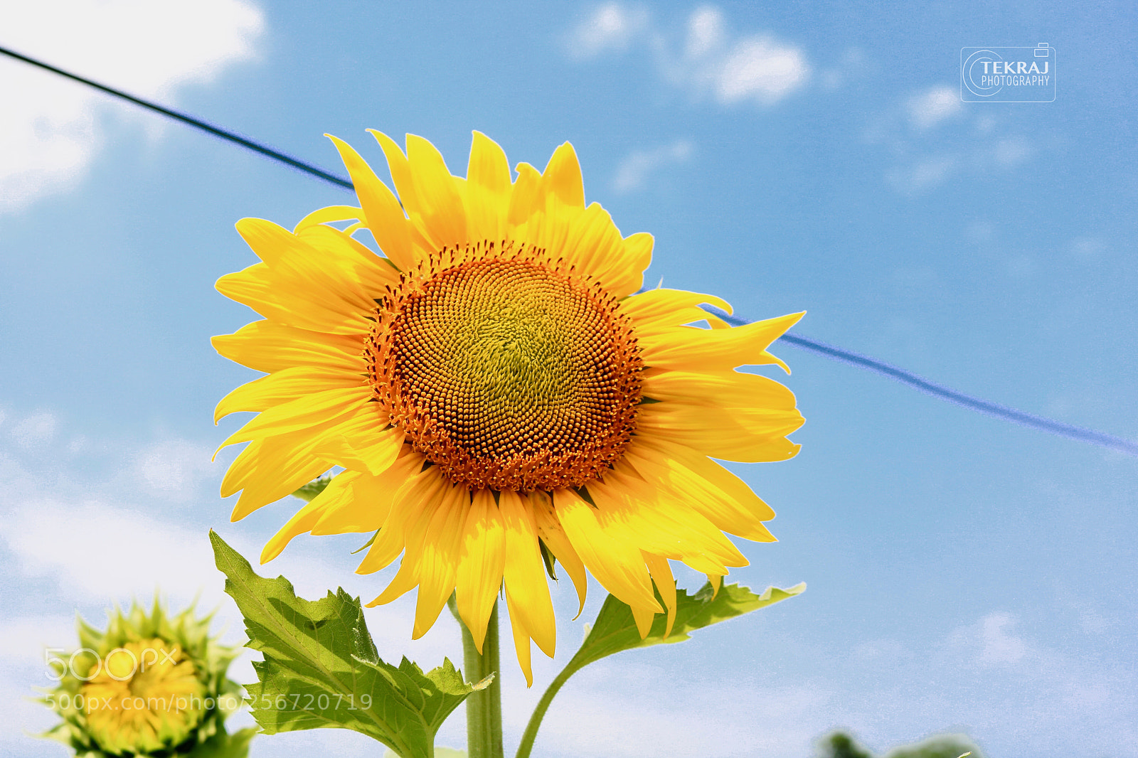 Canon EOS 750D (EOS Rebel T6i / EOS Kiss X8i) sample photo. Sunflower from garden photography
