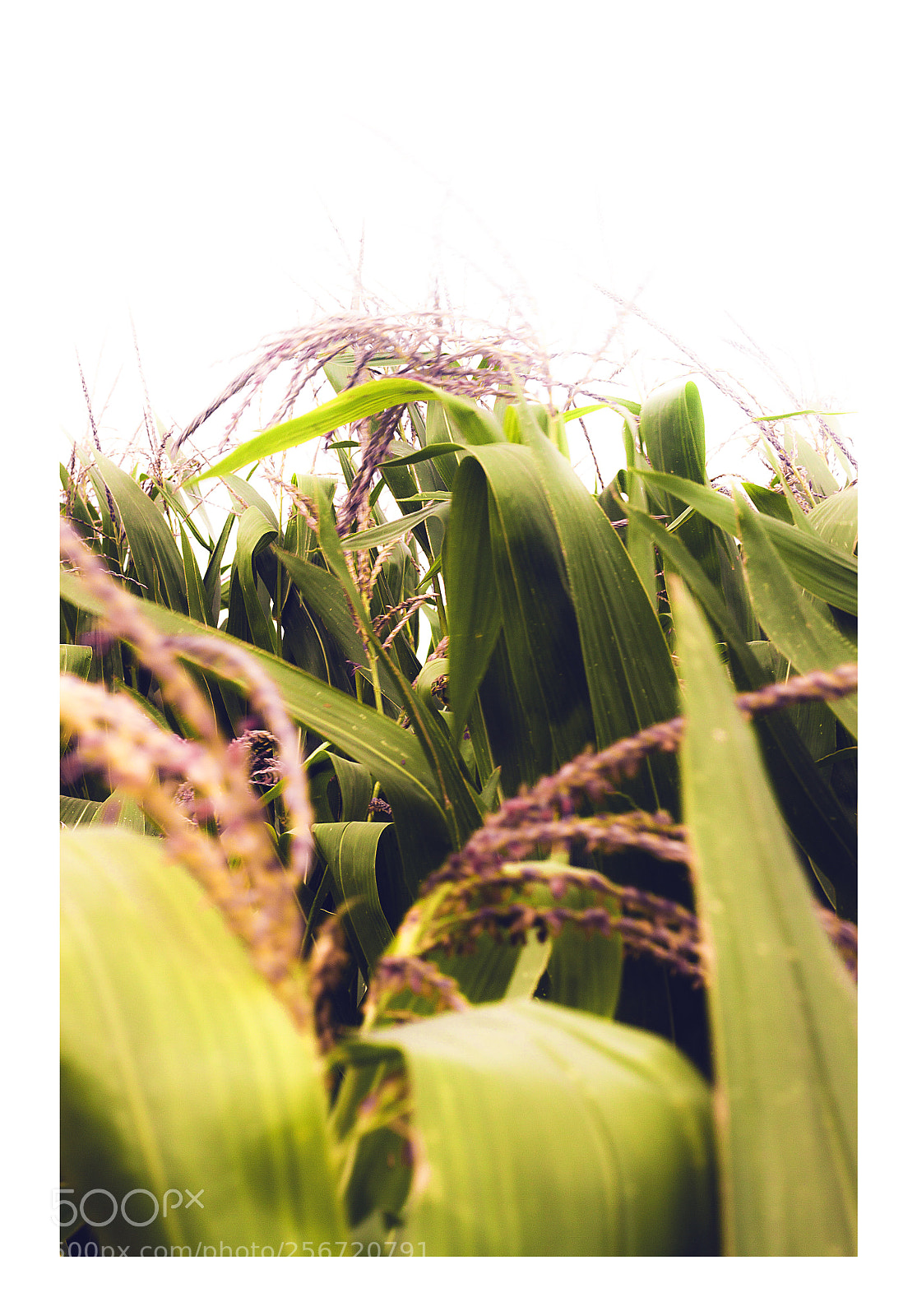 Canon EOS 50D sample photo. Green photography