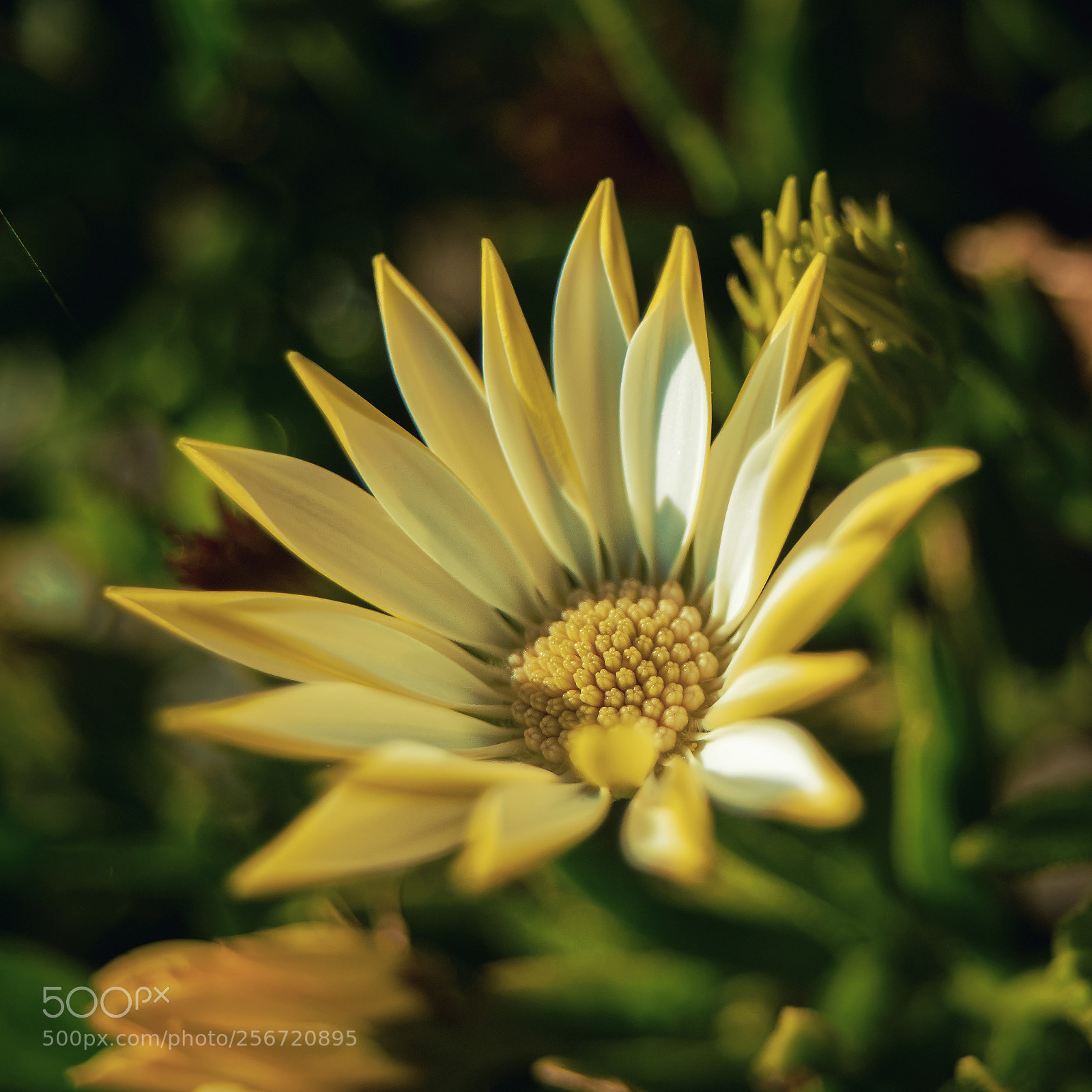 Sony a7R sample photo. Yellow | white daisy photography