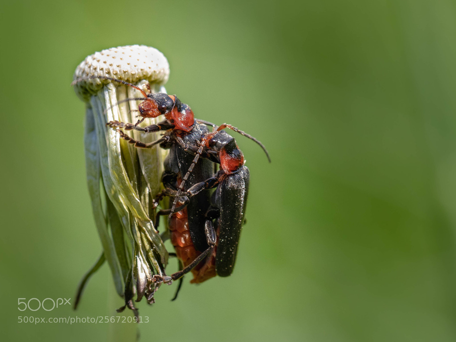 Canon EOS 80D sample photo. Beetle - gemeiner weichk photography