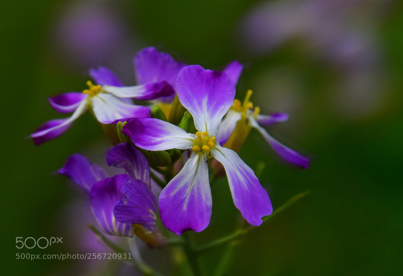 Nikon D3300 sample photo. Tiny flowers photography