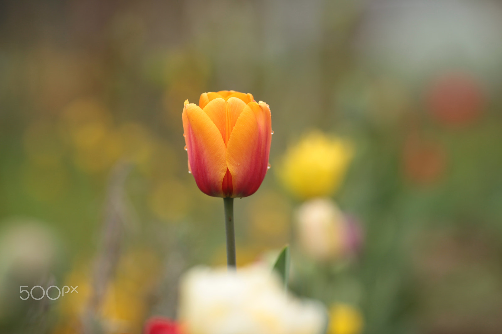 Canon EF 135mm F2L USM sample photo. Rain photography